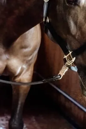 Kentucky Horse Box Lead & Cross Ties Silicone Black